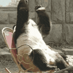 A panda on the chair