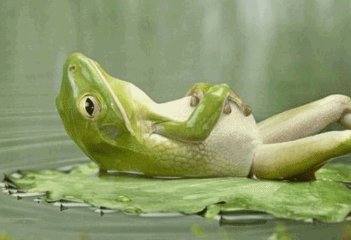 A frog sleeps.