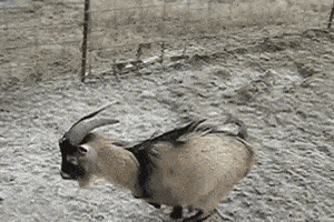 Une chèvre glisse