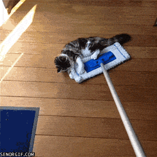 cat holding on a mop cleaning the floor