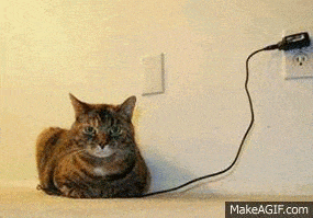 Cat near a plug.