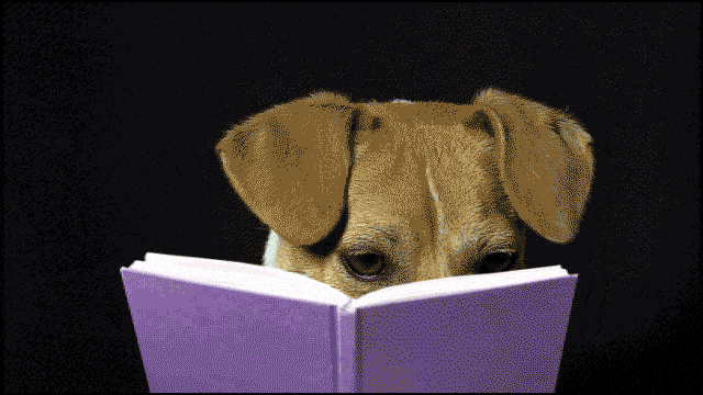 GIF of a dog reading a book with the caption "REALLY?!?!".