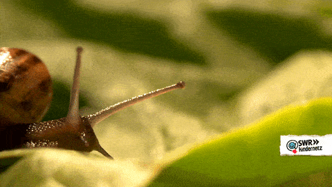 A snail crawls along a leaf.
