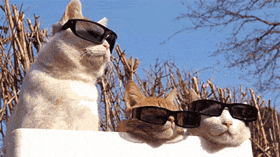 Cats wearing sunglasses.
