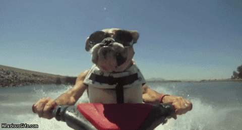 A dog drives a jet ski.
